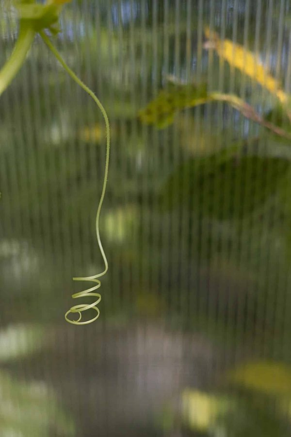 Quelles adaptations de l'exercice sont nécessaires pour les patients ayant subi une transplantation pulmonaire ?